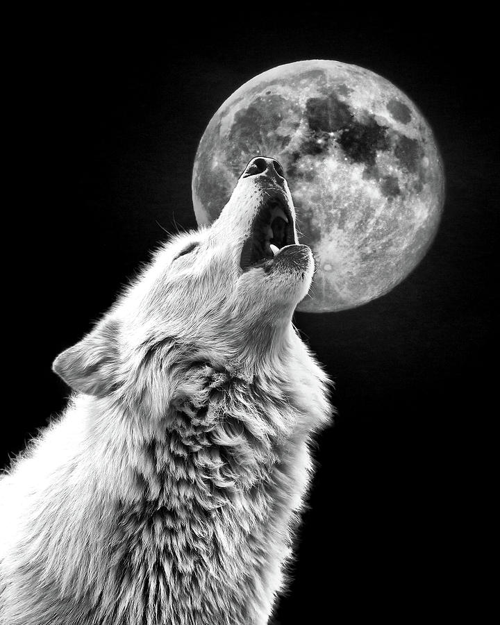 Wolves Photograph - Full Moon Howl by Steve McKinzie