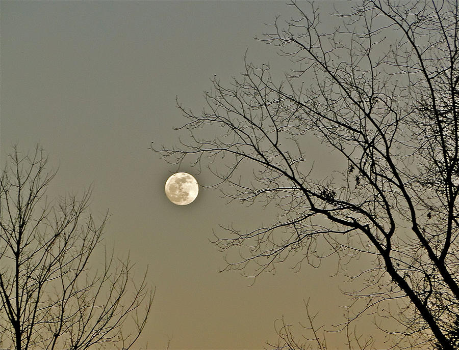 Tree Photograph - Full Moon in January by Liz Vernand