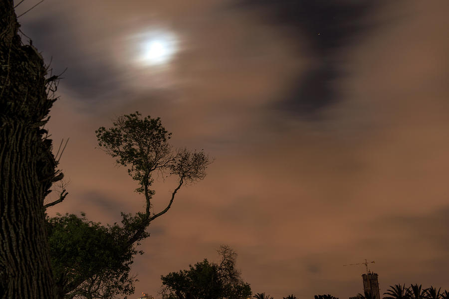 Night Photograph - Full moon in the park by Dubi Roman