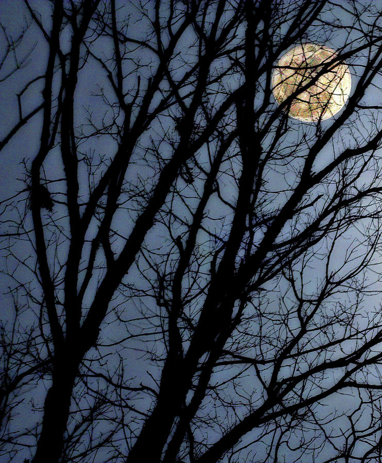 Full Moon in Trees Photograph by Randy Steele