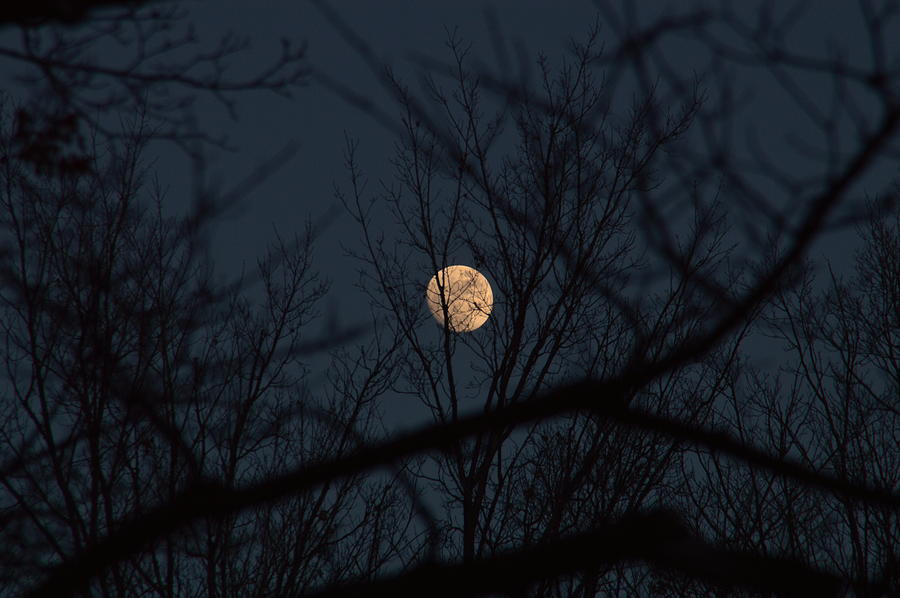 Full Moon Photograph by Kate Scott
