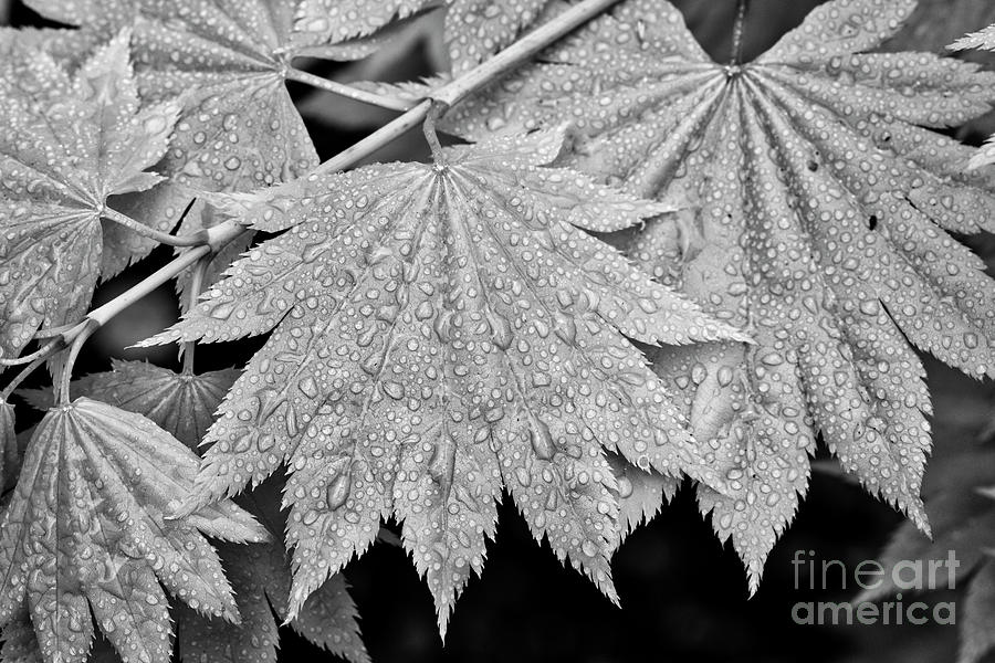 Full Moon Maple Leaf after a spring rain Photograph by Bruce Block