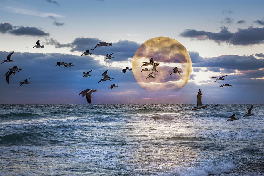 Full Moon Moment Photograph by Debra and Dave Vanderlaan