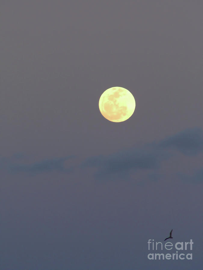 Full Moon Over Amelia Island Photograph by D Hackett