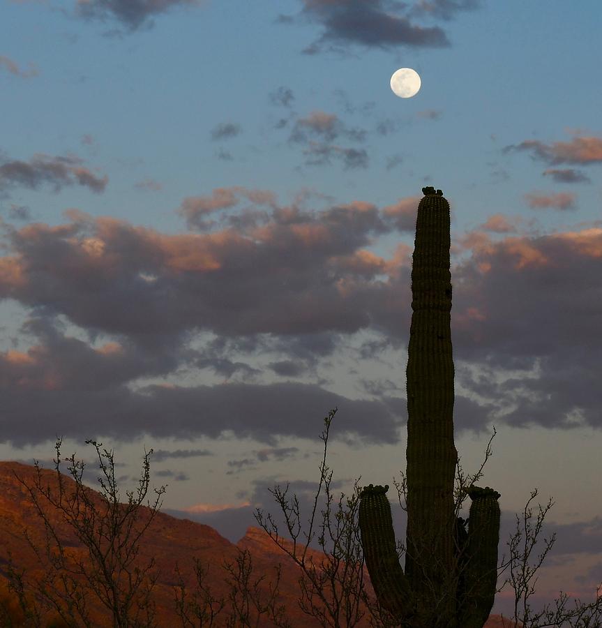 Full Moon over Desert Photograph by Hella Buchheim