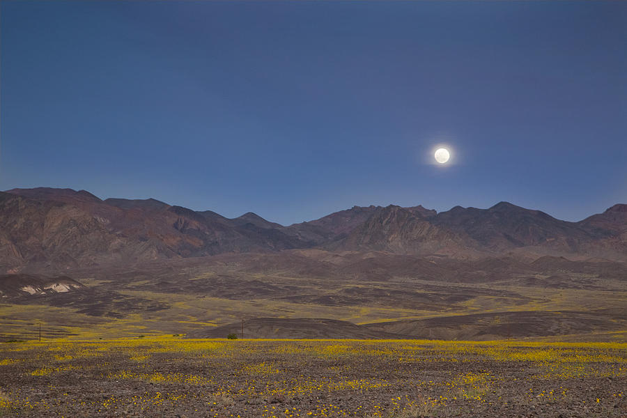 Full moon over superbloom Photograph by Kunal Mehra
