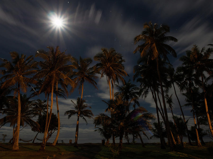 Full Moon over the Palm Trees by Brenda Smith DVM Full Moon over the Palm Trees by Brenda Smith DVM
