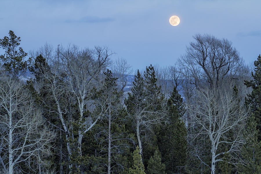 Full Moon Over Trees At Dusk Photograph by Belinda Greb
