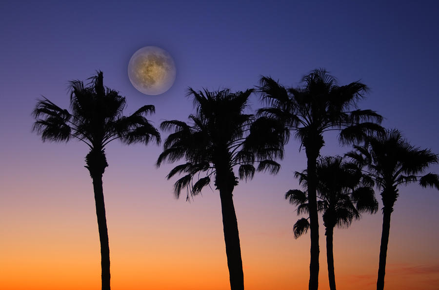 Full Moon Palm Tree Sunset Photograph by James BO Insogna