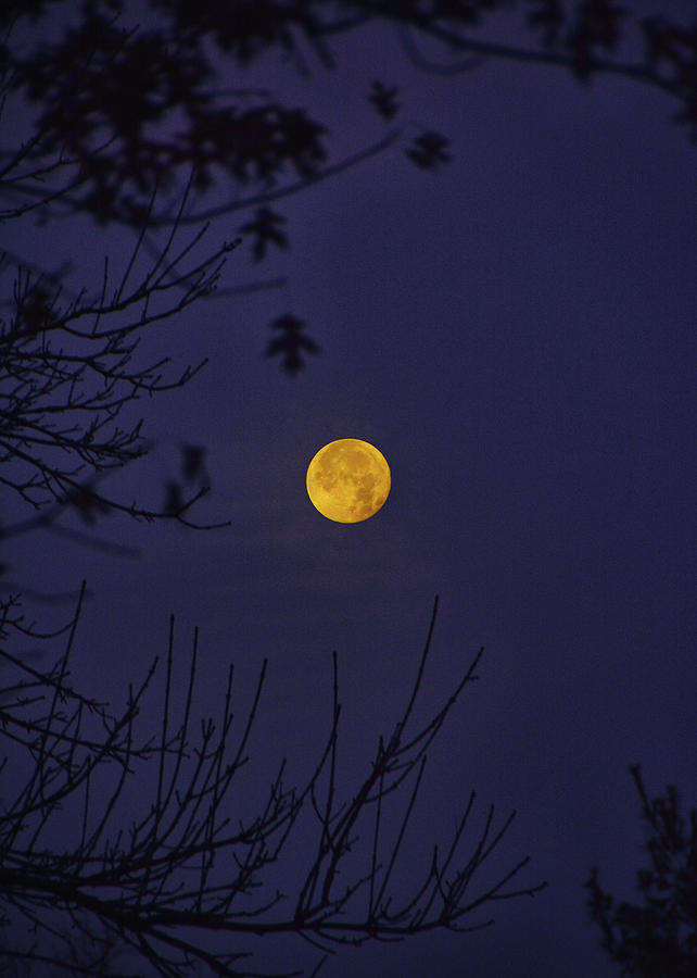 Full Moon Sets Behind the Trees Photograph by Raymond Salani III