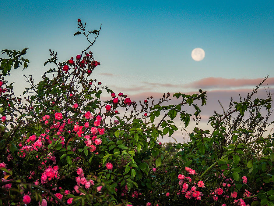 full-moon-sets-over-wild-irish-roses-in-county-clare-james-truett.jpg