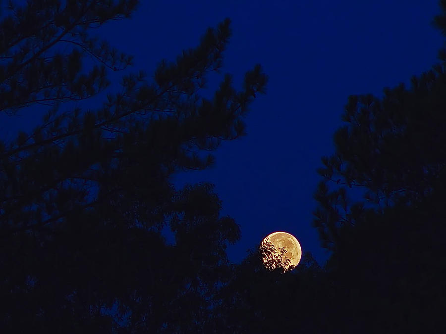 Full Moon Through the Trees Photograph by Michael Whitaker
