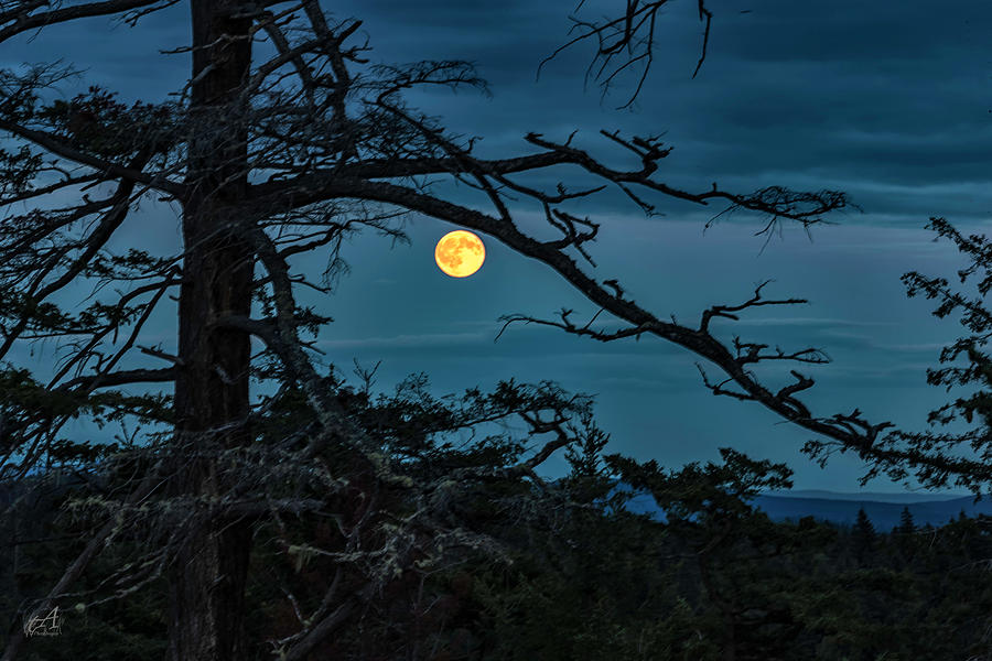 Full Moon through the trees Photograph by Thomas Ashcraft