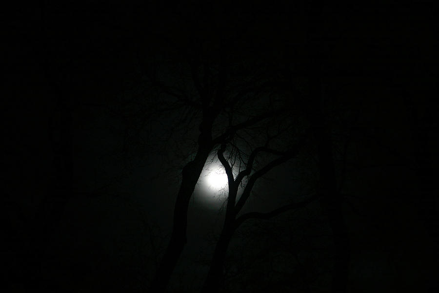 Full Moon Through Trees Photograph by Marilyn Hunt