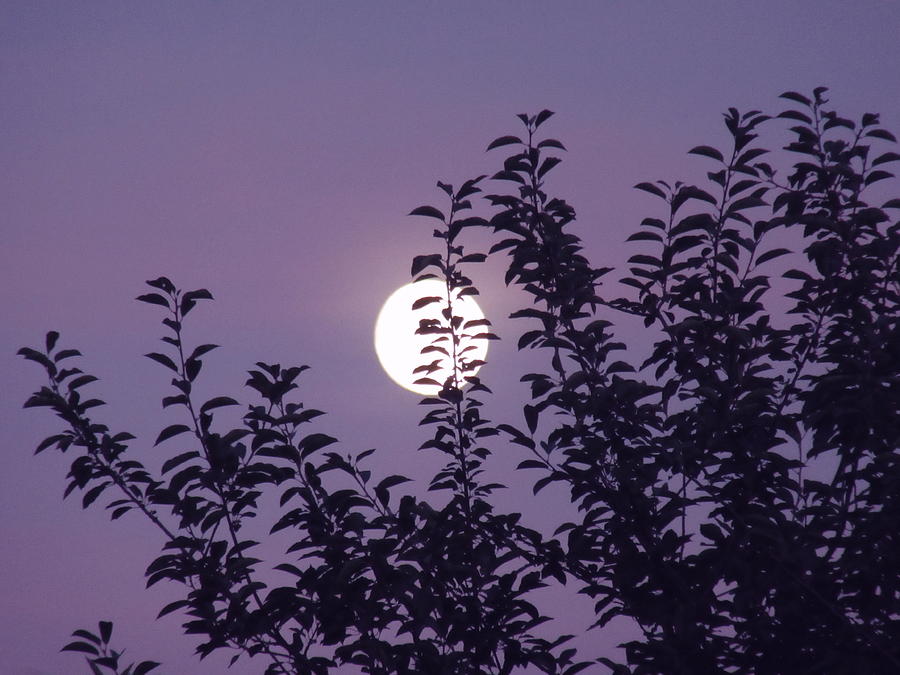Full Moon Photograph by Vesna Martinjak