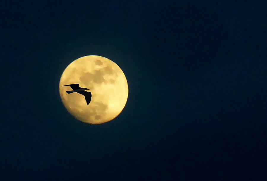 Full Moon Photograph - Full Moon with Bird by Allan Einhorn