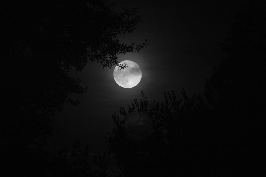 Full Moon With Branches Photograph by Stephen Holst