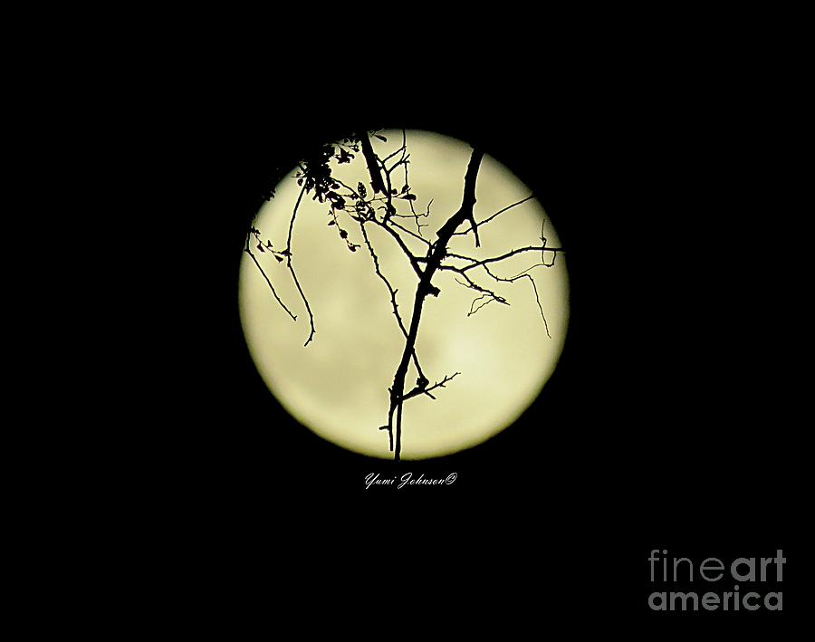 Full Moon with Tree branchs  Photograph by Yumi Johnson