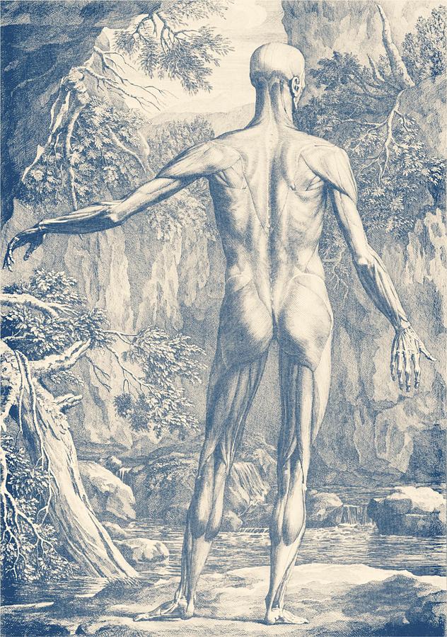 Full Muscular System - Vintage Anatomy Print Drawing by War Is Hell Store