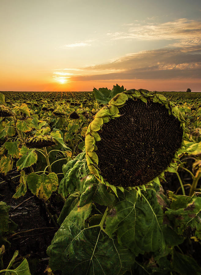 Sunset Photograph - Full of seed  by Aaron J Groen