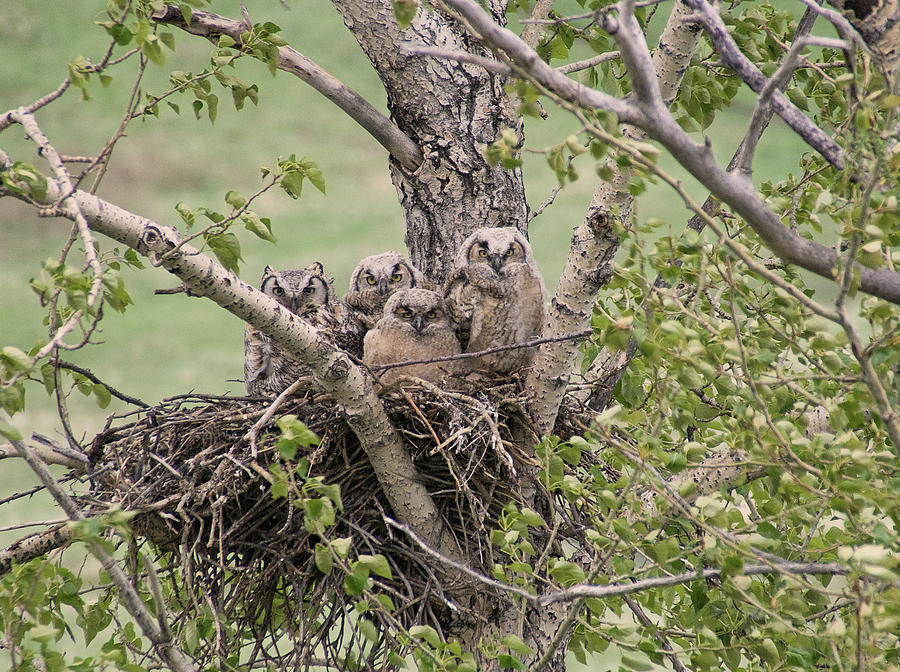 Wildlife Photograph - Full Owl House  by Judy Grant