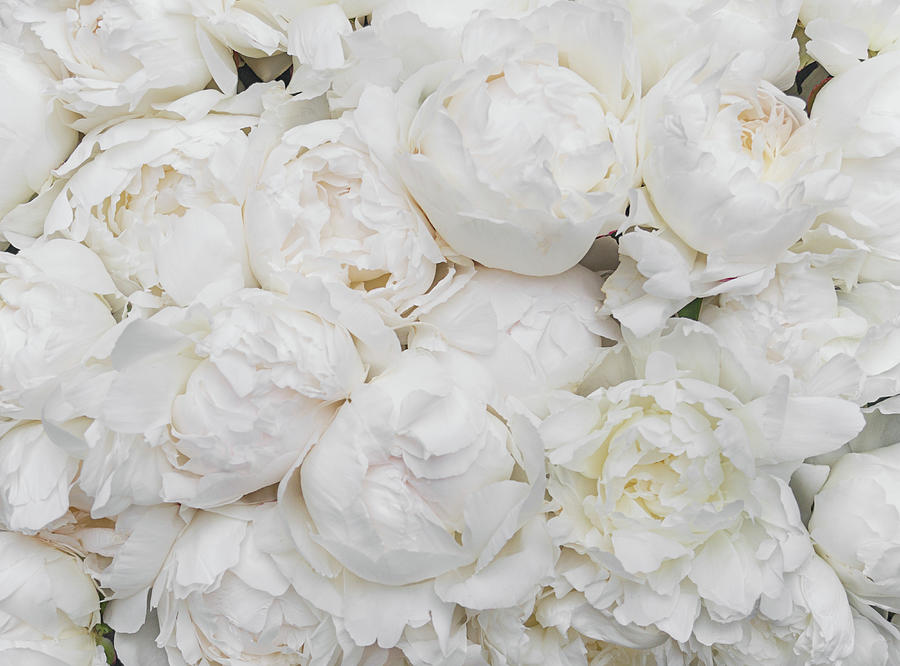 Full Peonies Photograph by Lenny Carter