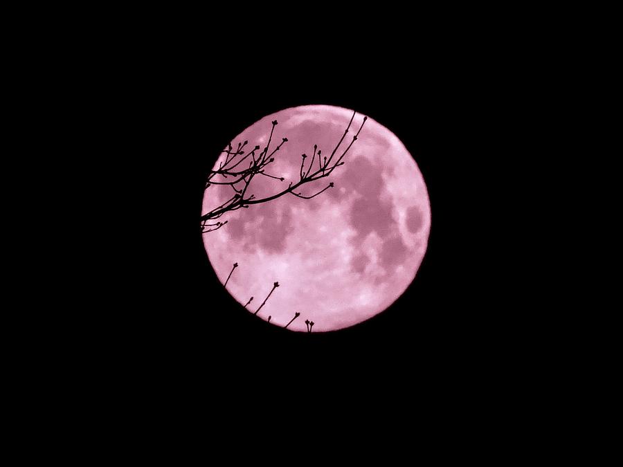 Full Pink Moon Photograph by Aurora Bautista - Pixels