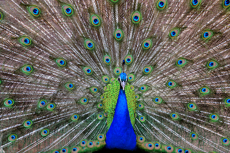 Peacock Photograph - Full Spread by Angelina Tamez