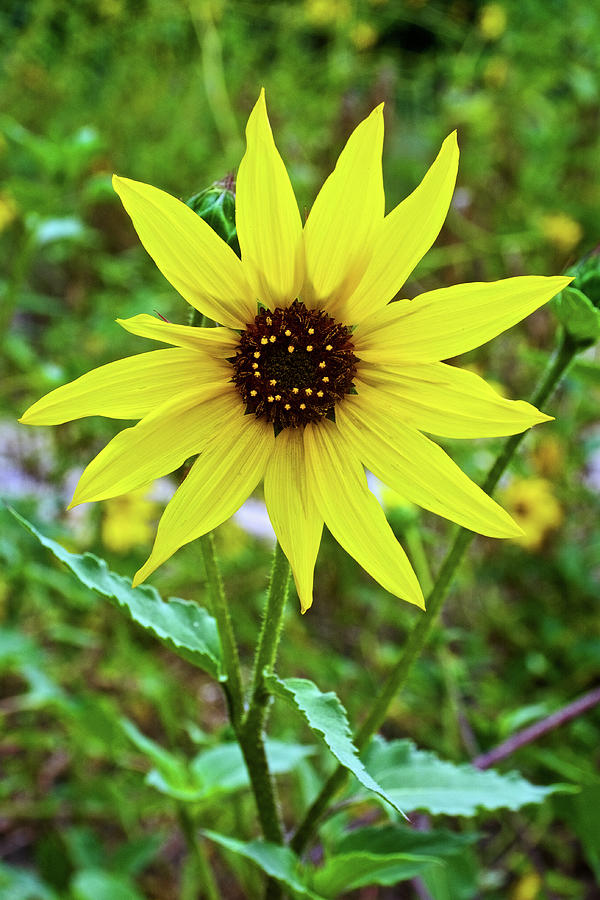 Full Sunflower in Rancho Santa Ana Botanic Gardens, Claremont-California Photograph by Ruth Hager