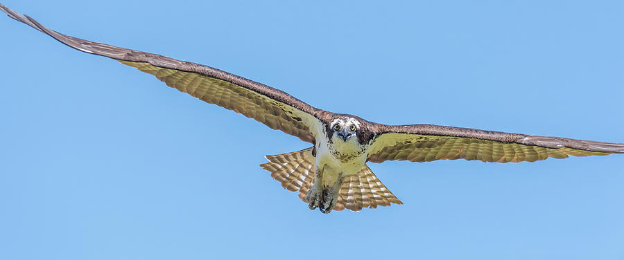 Full wing span Photograph by Ian Sempowski