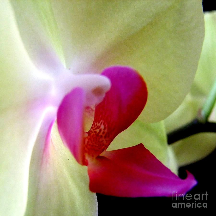 Fullers Sunset Orchid Macro Photograph