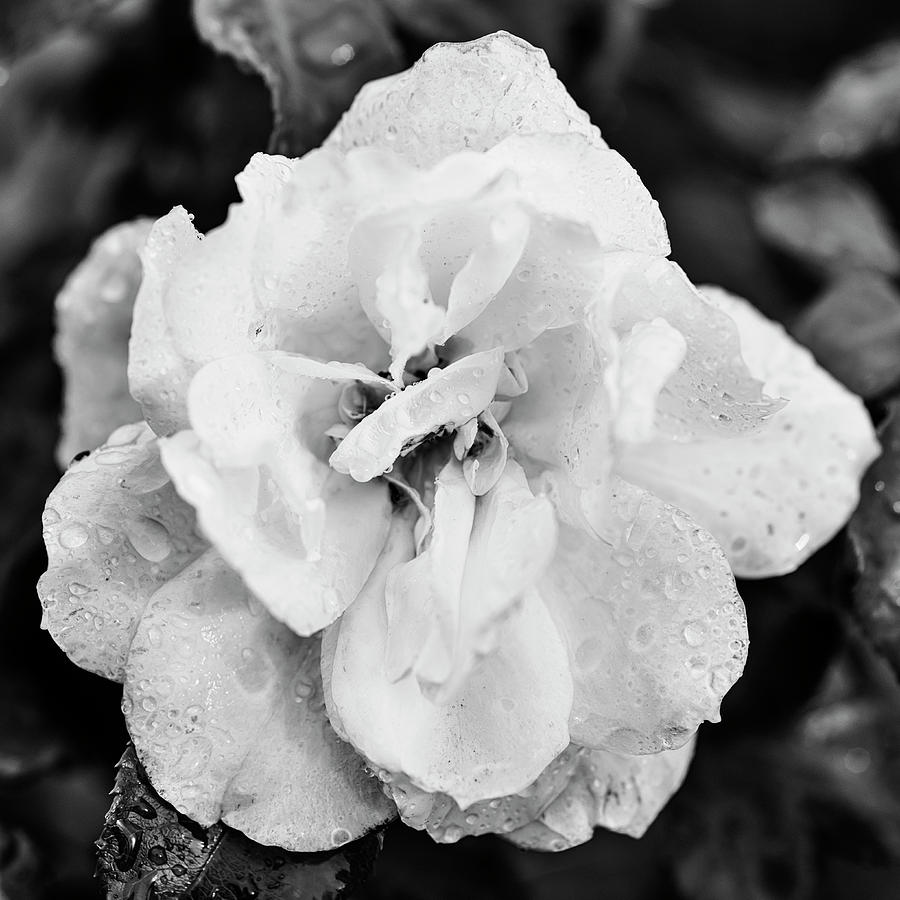 Fully bloomed rose in monochrome Photograph by Vishwanath Bhat