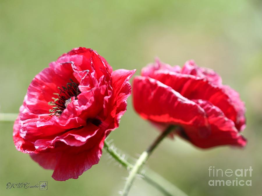 Fully Double Red Poppy from the Angels Choir Mix Photograph by J McCombie
