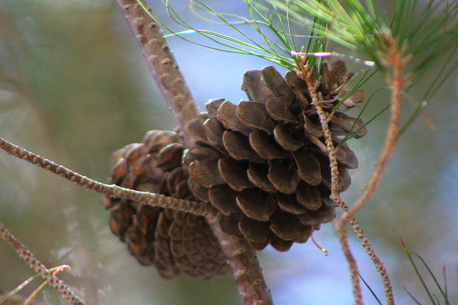Fully Open Pinecone in Nevada Photograph by Colleen Cornelius