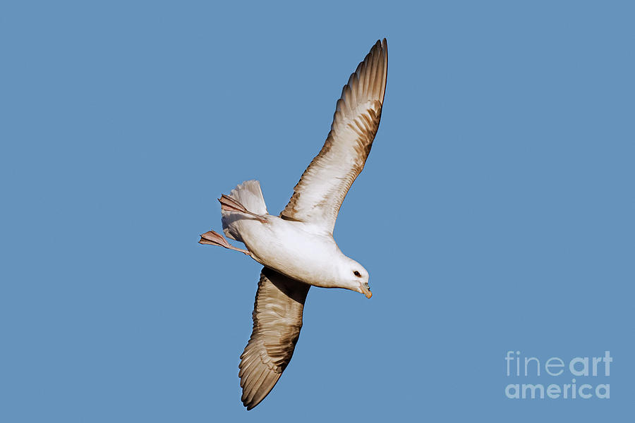 Fulmar Photograph by Arterra Picture Library