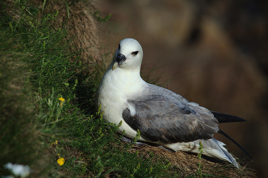 Fulmar Nesting on Cliff Photograph by Adrian Wale