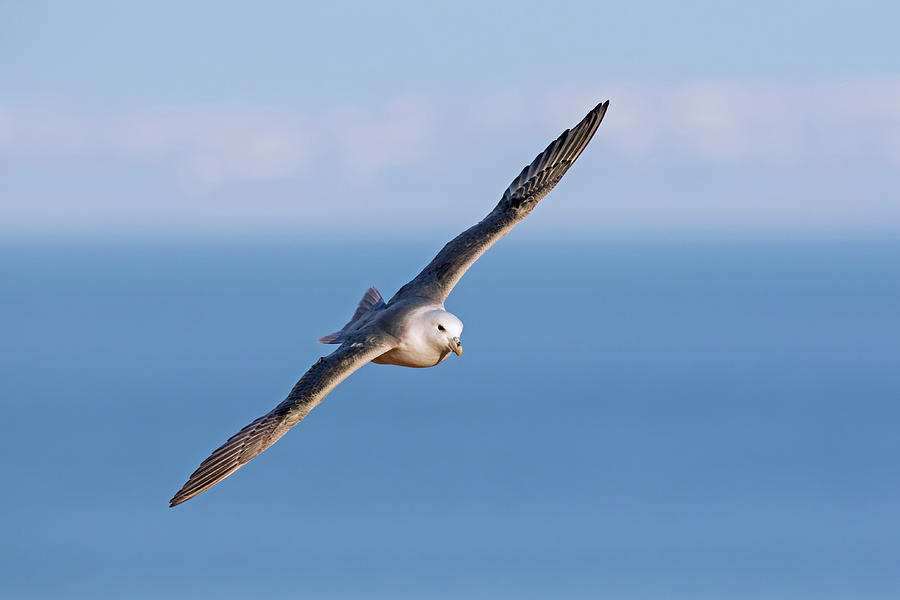 Fulmar soaring over sea Photograph by Arterra Picture Library