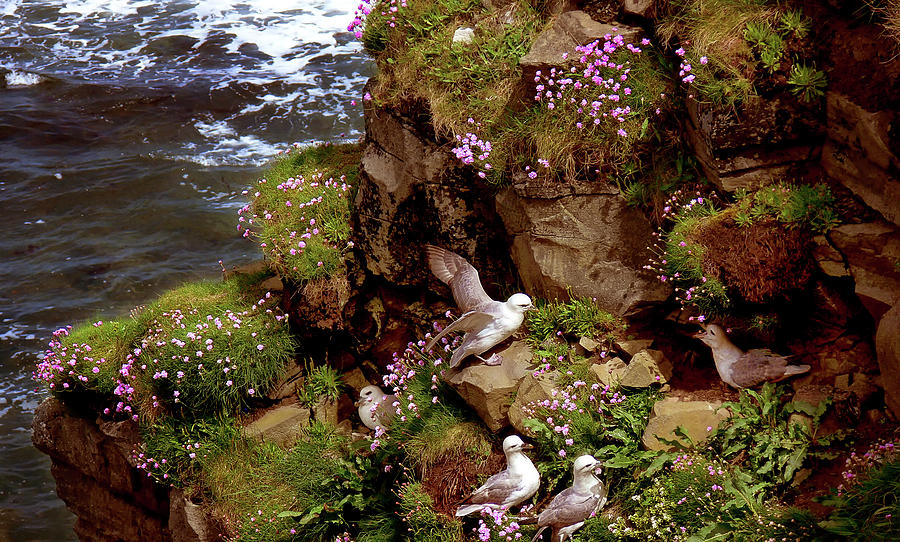 Fulmars on the Rocky Irish Coast Photograph by Mitch Spence