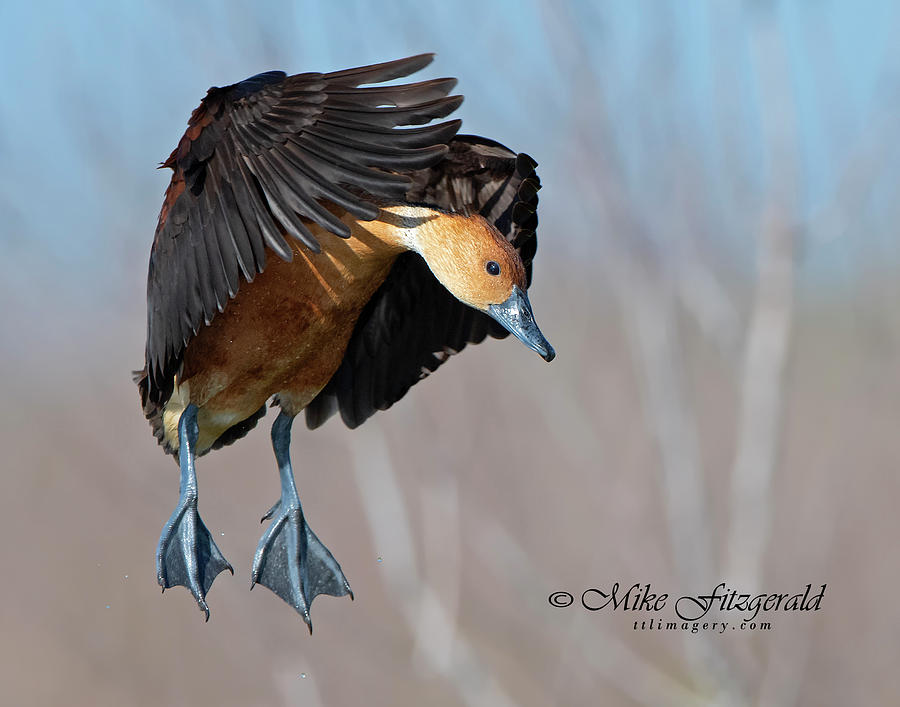 Fulvous Landing by Mike Fitzgerald Fulvous Landing by Mike Fitzgerald