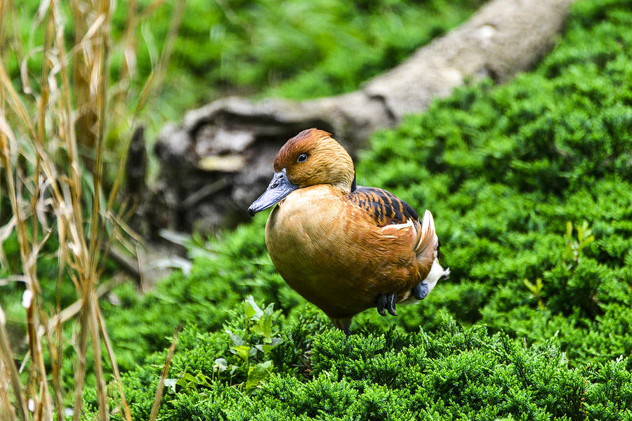 Fulvous Whistling Duck Photograph by Bill Hosford