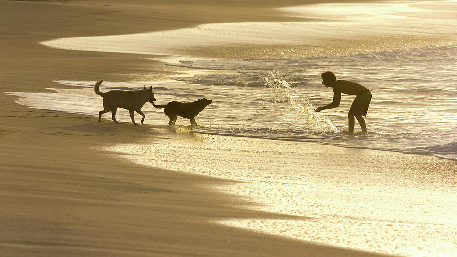 Dog Photograph - Fun at the Beach by Penny Meyers