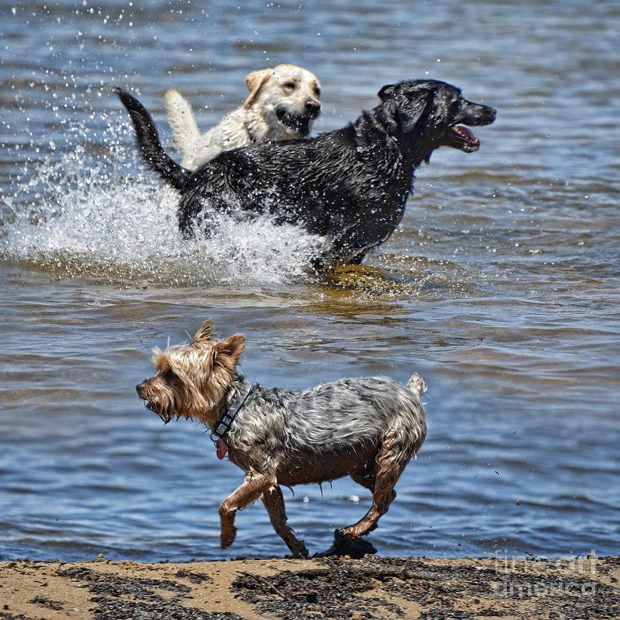 Fun at the Lake Photograph by Jim Fitzpatrick