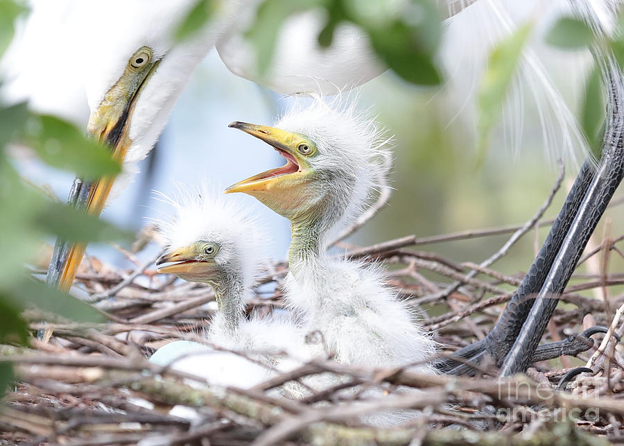 Fun Baby Egrets with Mom Photograph by Carol Groenen