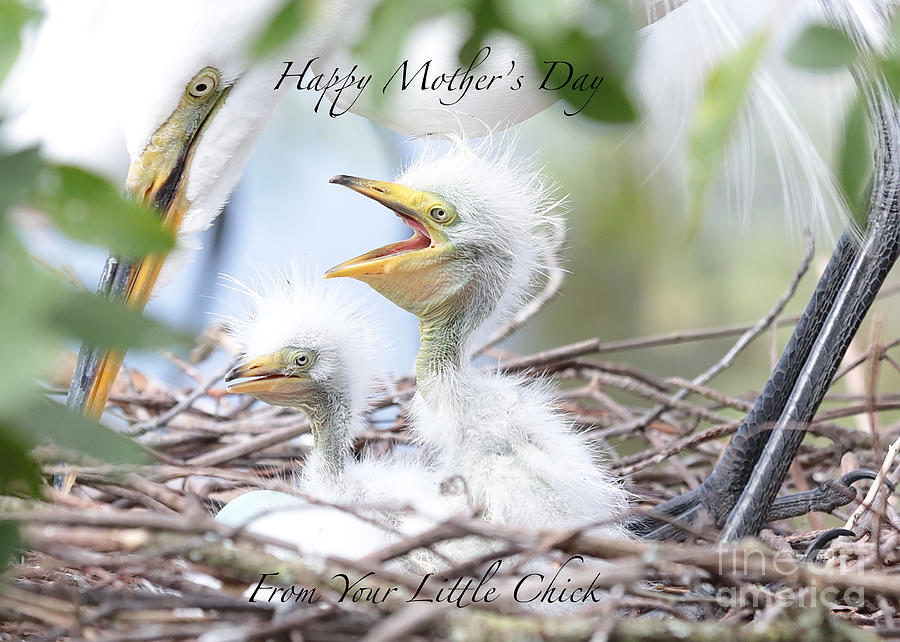 Mothers Day Photograph - Fun Chicks Mothers Day Card by Carol Groenen