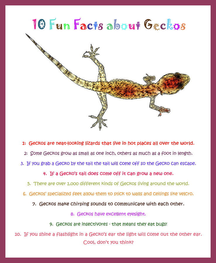 Fun Facts about Geckos Photograph by David Ross - Fine Art America