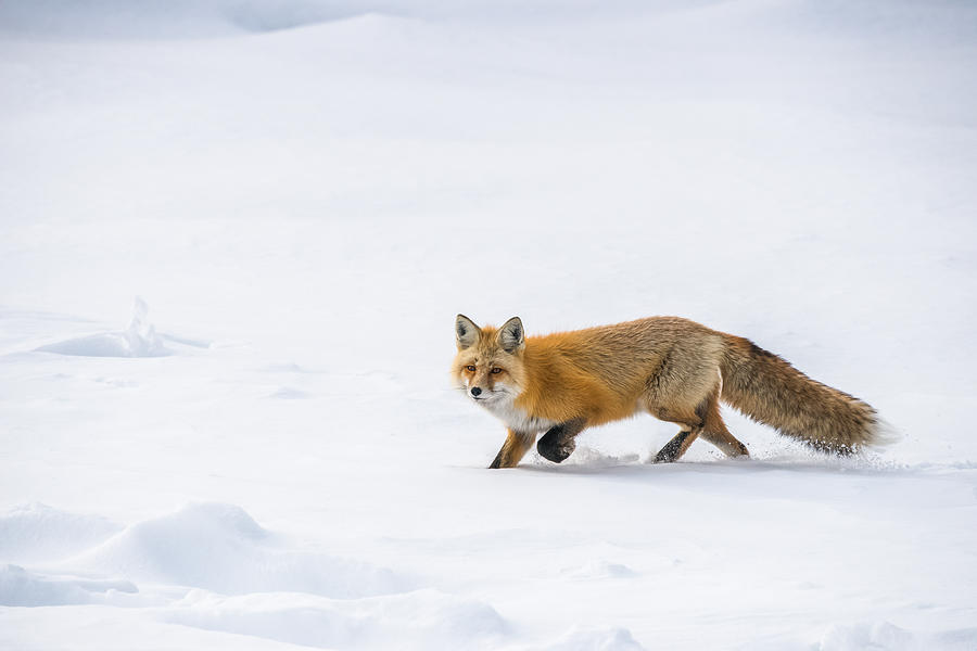 Fun Fox Run Photograph by Yeates Photography
