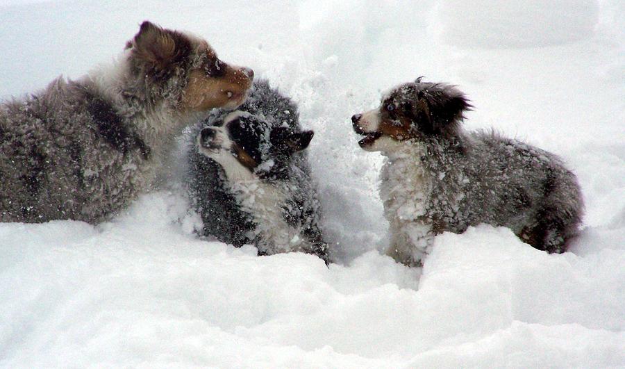 Dog Photograph - Fun in the Snow by Tracy Siebels