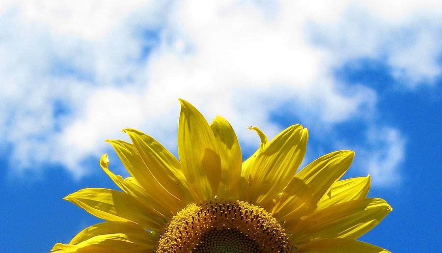 Sunflower Photograph - Fun In The Sun by Angela Davies
