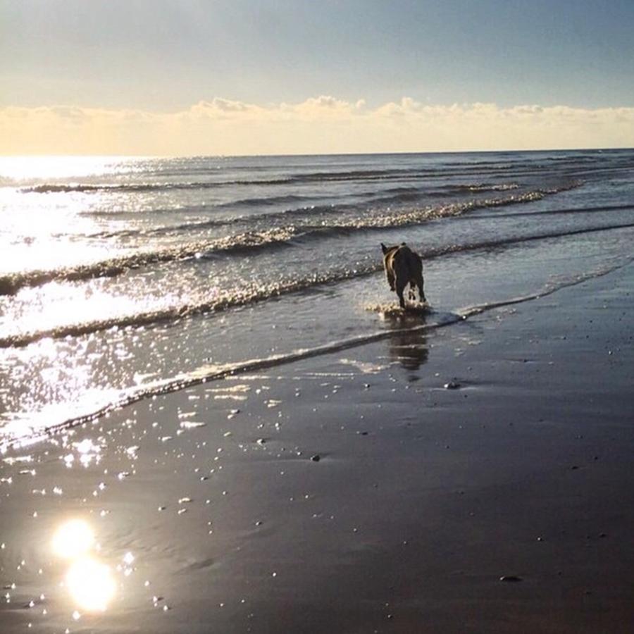 Pug Photograph - #fun On The #beach This #morning #sea by Natalie Anne