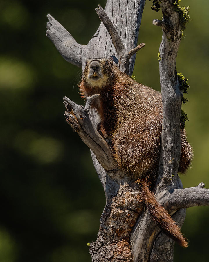 Fun With A Marmot Photograph by Yeates Photography